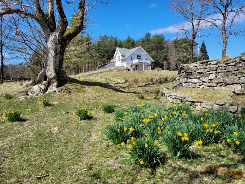 Villaen påskeliljer